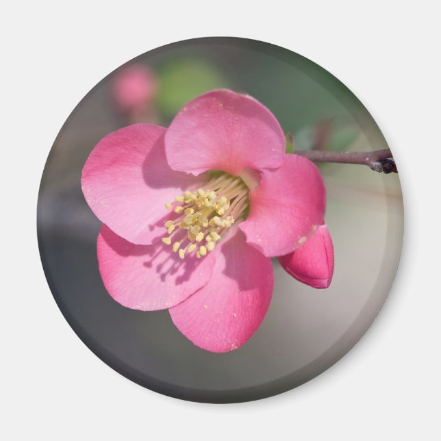 Perfect Pink Flowering Quince Magnet (Front)