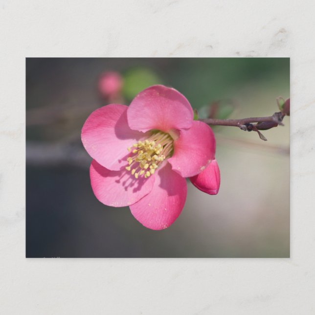 Perfect Pink Flowering Quince Postcard (Front)
