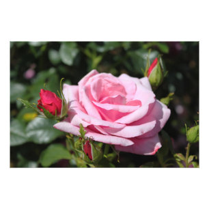 perfect pink rose flower and bud photo art work. print