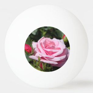 perfect pink rose flower and buds. love, freind ping pong ball