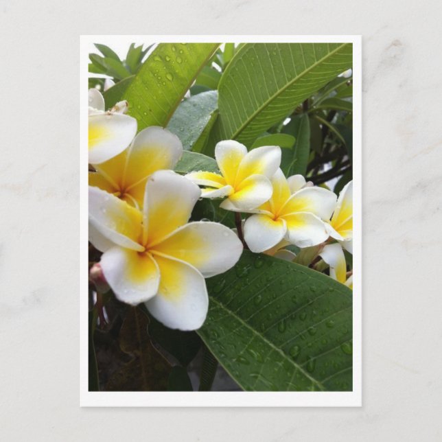 Perfect Plumeria Postcard (Front)