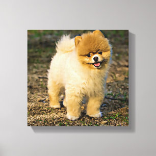 Perfect Pomeranian Canvas Print