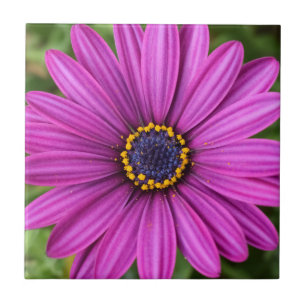Perfect Purple Flower Head Tile