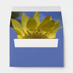 Perfect summer sunflower in blue sky. envelope