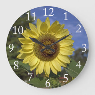 Perfect summer sunflower in blue sky. large clock