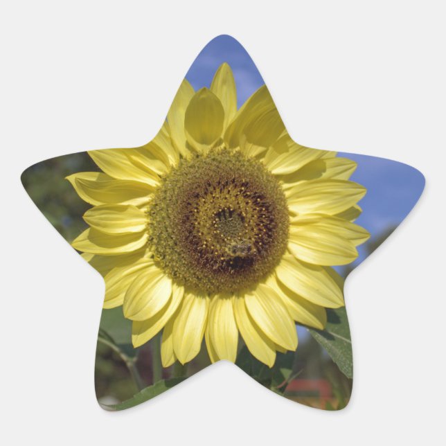 Perfect summer sunflower in blue sky. star sticker (Front)