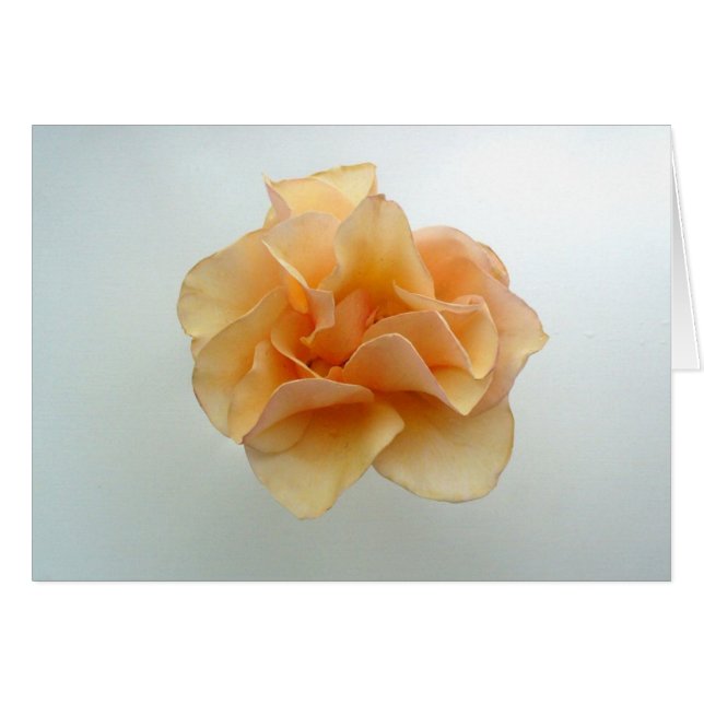 Perfectionnez rose (Devant Horizontal)