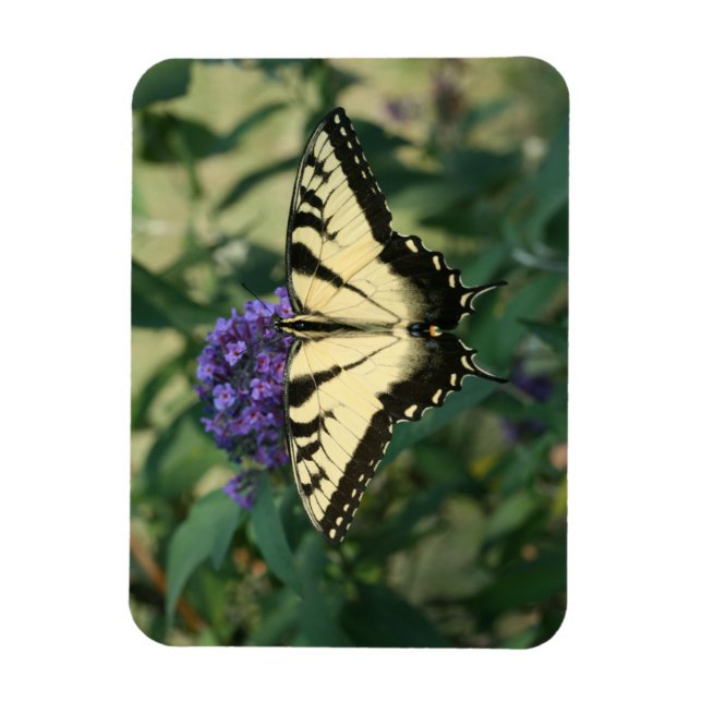 Perfectly Aligned Butterfly Magnet (Vertical)