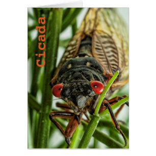Periodical Cicada Large Insect Macro Photo