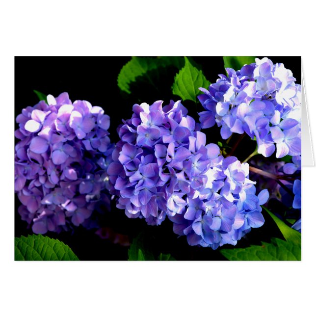 Périwinkel hydrangeas fleurs violettes fleurs bleu (Devant horizontal)