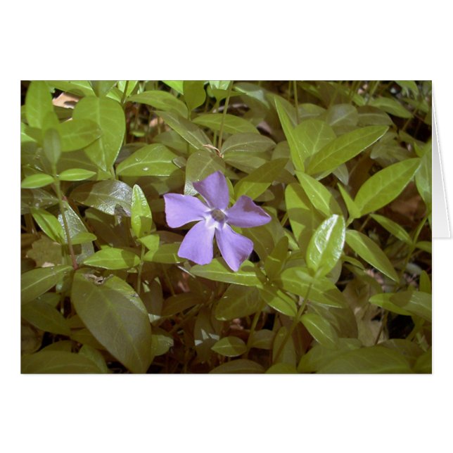 Periwinkle at Letchworth (Front Horizontal)