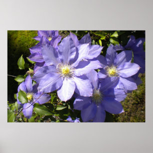 Periwinkle Clematis Poster Print