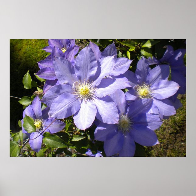 Periwinkle Clematis Poster Print (Front)