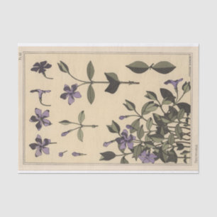 Periwinkle, Eugene Grasset's Botany Series Tissue Paper