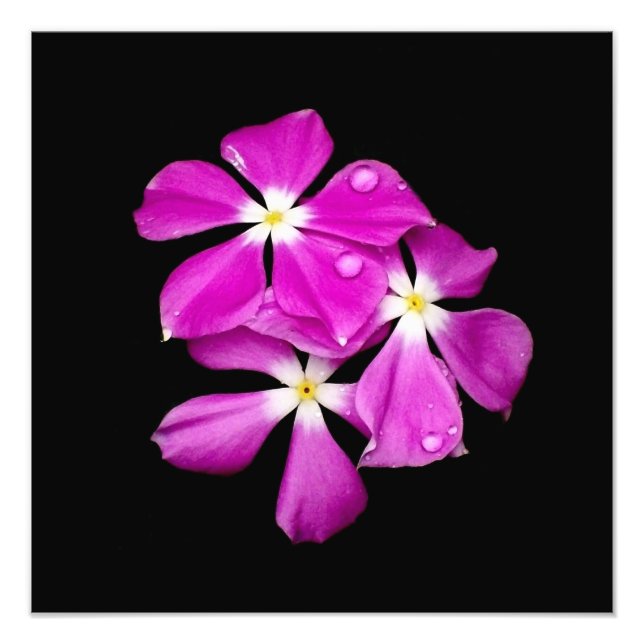 'Periwinkle Flowers After Rainfall' Photo Print (Front)