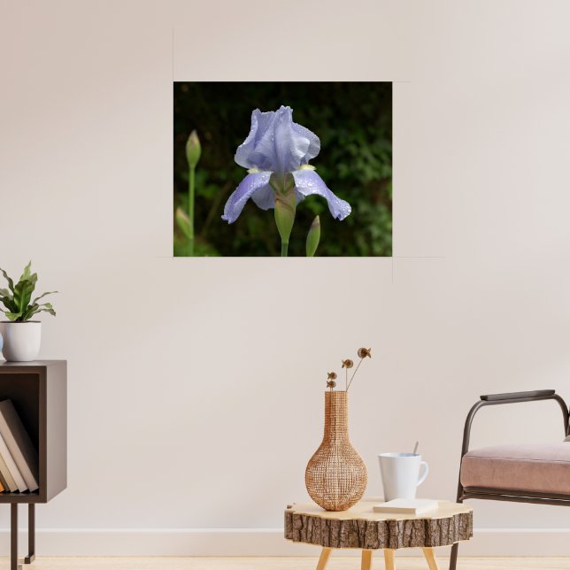 Periwinkle Iris with Raindrops Garden Poster (Living Room 3)
