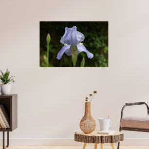 Periwinkle Iris with Raindrops Garden Poster
