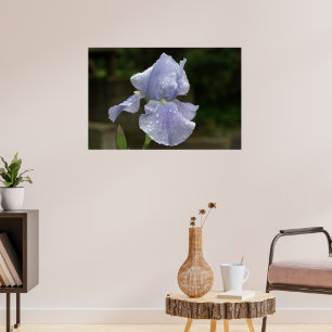Periwinkle Iris with Raindrops Poster