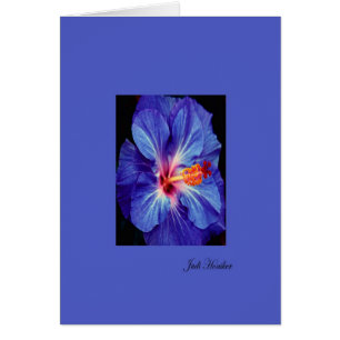 Periwinkle~Une des couleurs les plus usitées