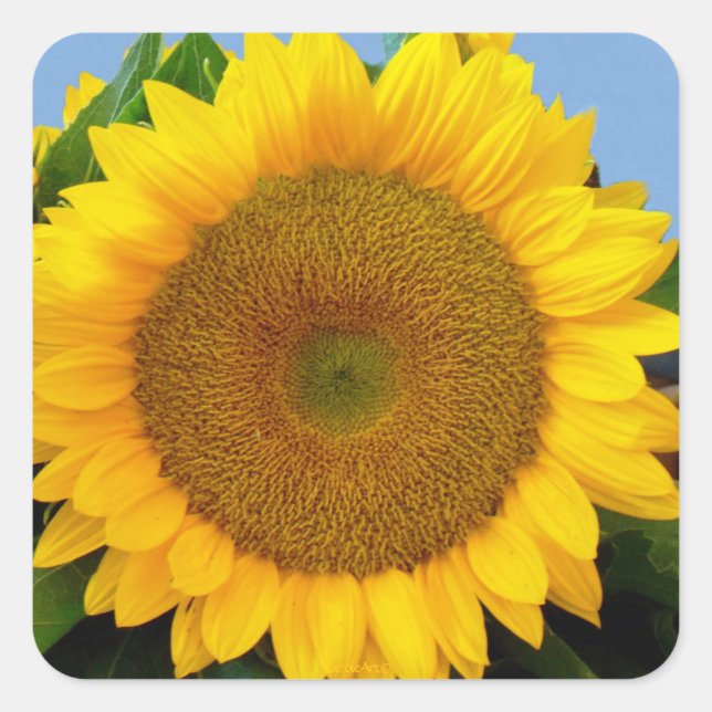 Perky Sunflower Square Sticker (Front)
