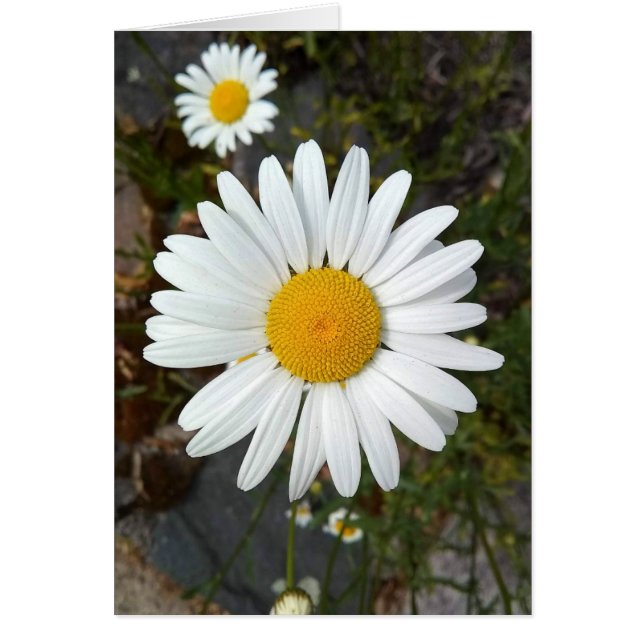 Perky White Daisy Flower Blank Card (Front)