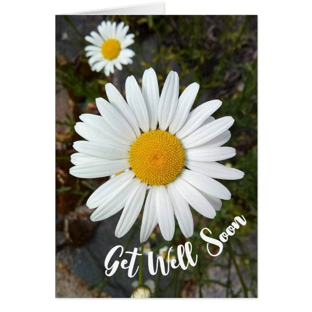Perky White Daisy Flower Get Well Soon Card (Front)
