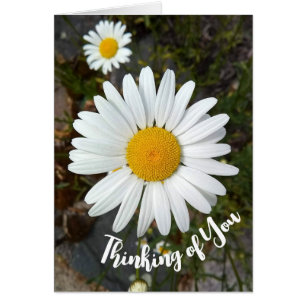 Perky White Daisy Flower Penser à votre carte