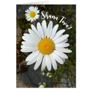 Perky White Daisy Flower Rosh Hashanah Card