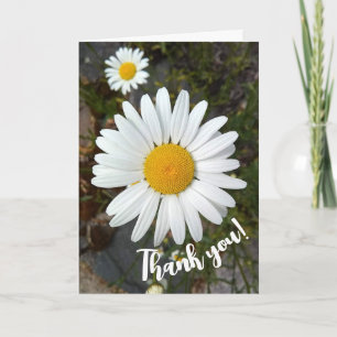 Perky White Daisy Flower Thank You Card