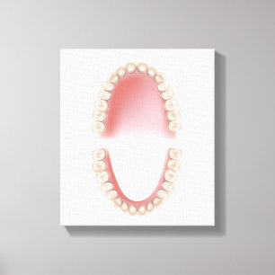 Permanent teeth adult dentition canvas print