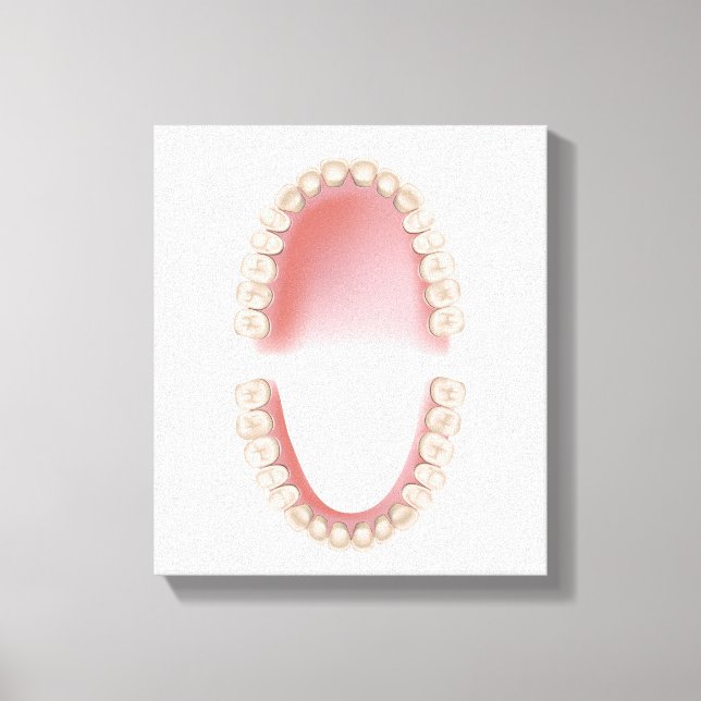 Permanent teeth adult dentition canvas print (Front)