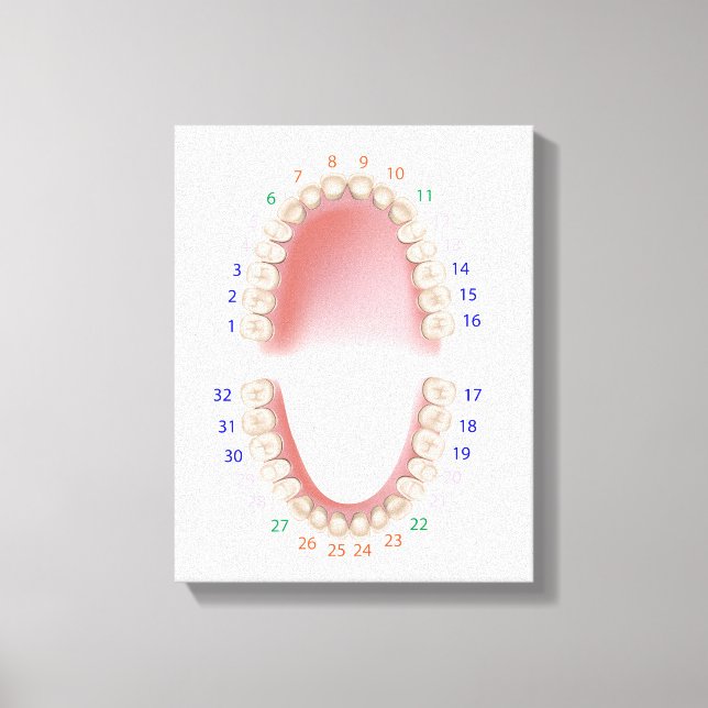 Permanent teeth, adult dentition, canvas print (Front)