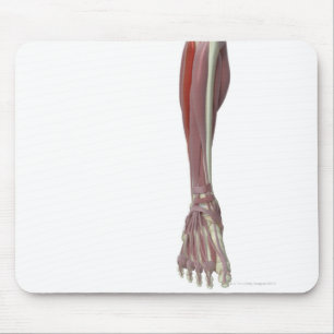 Peroneus Longus Mouse Pad