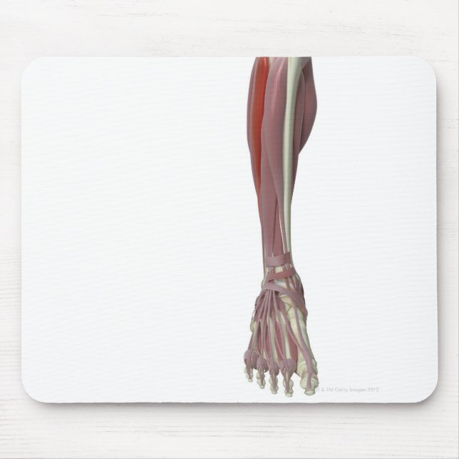 Peroneus Longus Mouse Pad (Front)