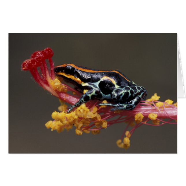Pérou, Forêt tropicale péruvienne. Grenouille flèc (Devant horizontal)