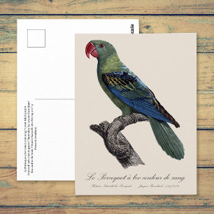Perroquet a bec couleur sang / Great-billed parrot Postcard