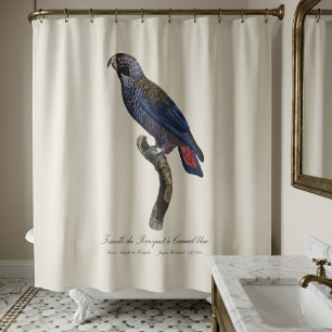 Perroquet a Camail bleu / Dusky parrot 