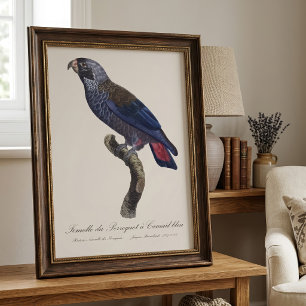 Perroquet a Camail bleu / Dusky parrot  Photo Print