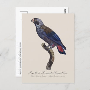 Perroquet a Camail bleu / Dusky parrot Postcard