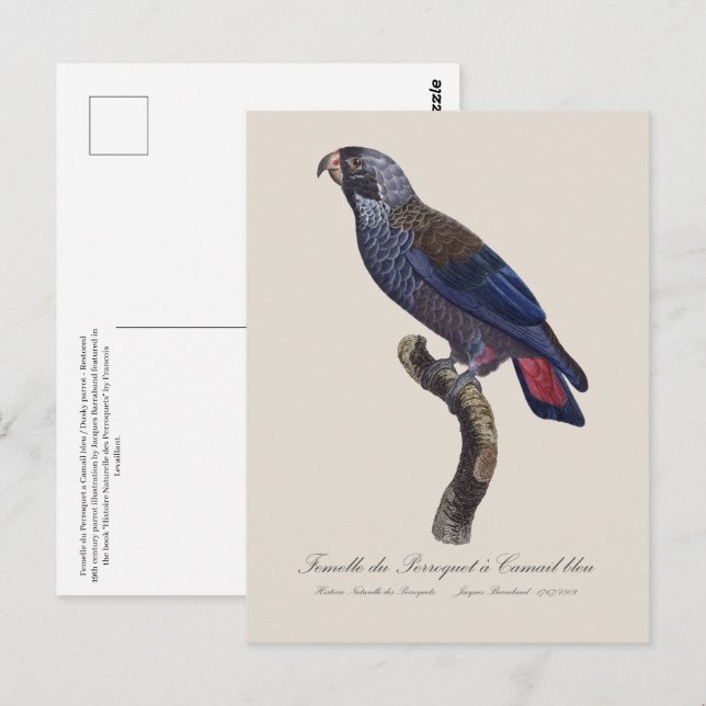 Perroquet a Camail bleu / Dusky parrot  Postcard (Front/Back)