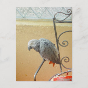 Perroquet - carte postale