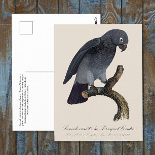 Perroquet Cendre / Timneh African grey parrot   Postcard