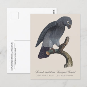 Perroquet Cendre / Timneh African grey parrot Postcard