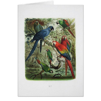 perroquet, cru, collection d'impression, 1848