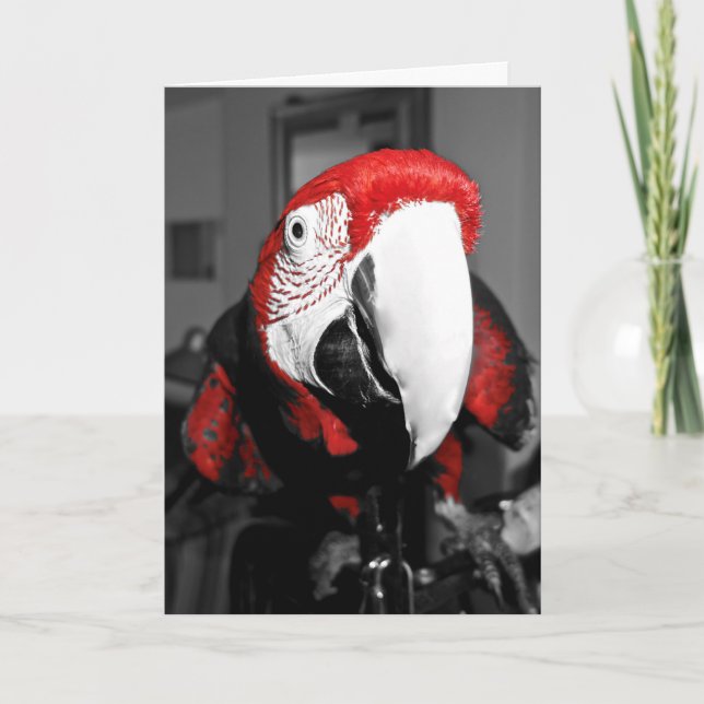 Perroquet dans votre carte de joyeux anniversaire (Devant)