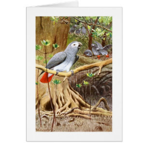 Perroquet de gris africain