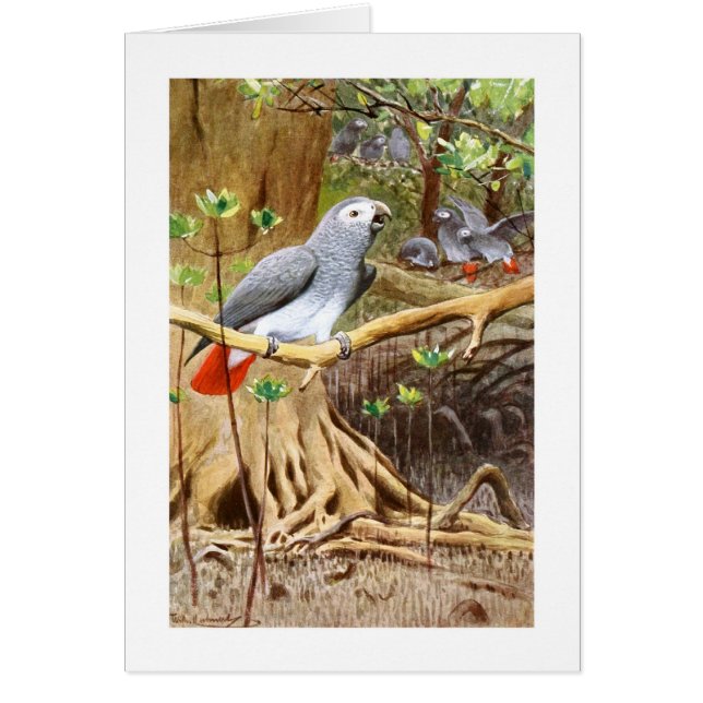 Perroquet de gris africain (Devant)