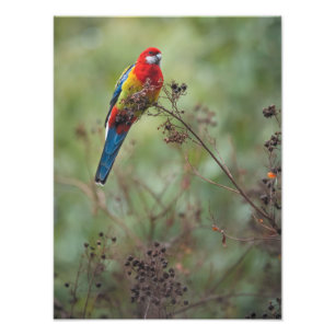 Perroquet de Rosella Est - Impression photo 12x16"
