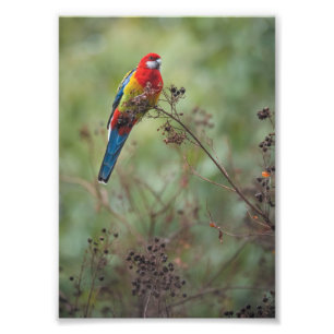 Perroquet de Rosella Est - Impression photo 5x7"