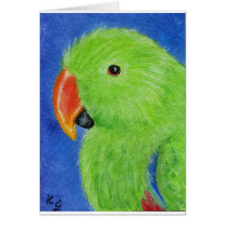 Perroquet d'Eclectus
